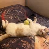 Picture of cat lost at Viry Chatillon