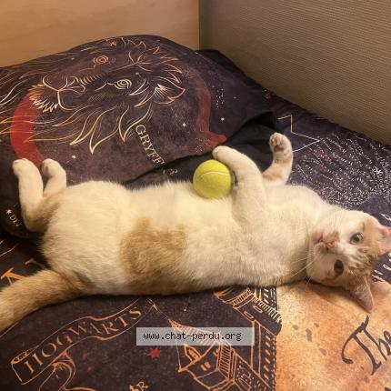 Photo 1/1 Uli Chat lost in Viry chatillon