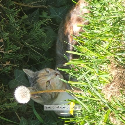 Photo 1/1 Kiwi Chat lost in Chateau gontier