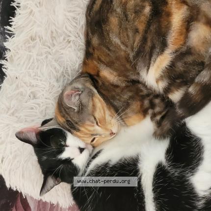 Photo 1/1 Nala Chat lost in Chateau gontier