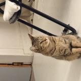 Picture of cat lost at Massy