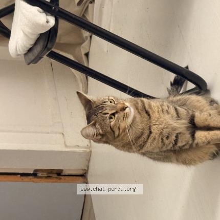 Photo 1/1 Prada Chat lost in Massy