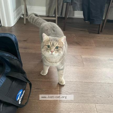 Photo 1/1 Reunited cat Lost in Bradford