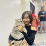 Picture of cat lost at Surat
