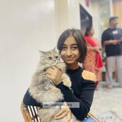 Photo 1/1 Mishy Chat lost in Surat