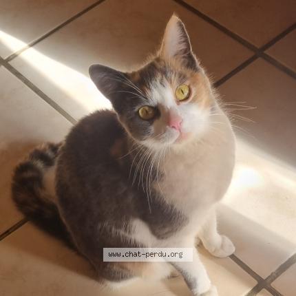 Photo 1/1 Found cat Found in Lauret gam vert par la