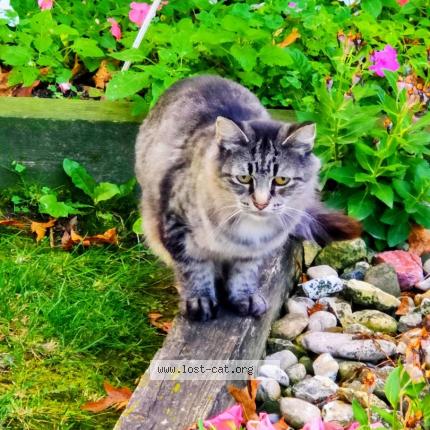 Photo 1/1 Found cat Found in Sandwich