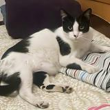 Picture of cat lost at Calicut