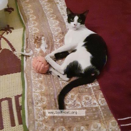 Photo 2/5 Tukku Chat lost in Calicut