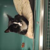 Picture of cat lost at Saint Affrique