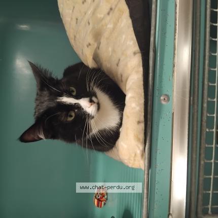 Photo 1/1 Raven Chat lost in Saint affrique