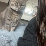 Picture of cat lost at Langunan