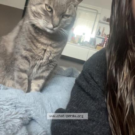 Photo 1/1 Prince Chat lost in Langunan