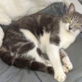 Picture of cat lost at Miserey Salines