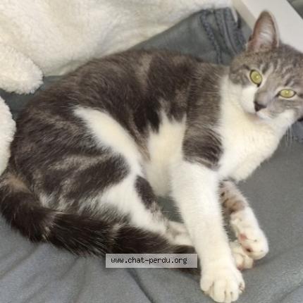 Photo 1/1 VAGABON Chat lost in Miserey salines