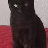 Picture of cat lost at Beauvais