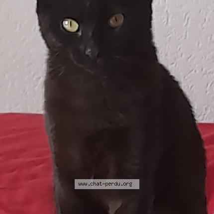 Photo 1/1 SMAÏLY Chat lost in Beauvais