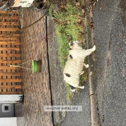 Photo 1/1 Found cat Found in Seynod