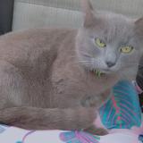 Picture of cat lost at Saint Vallier