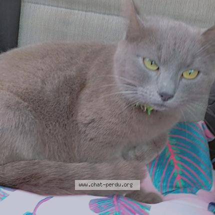 Photo 1/1 Schanelle Chat lost in Saint vallier