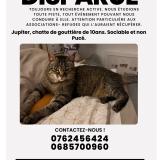 Picture of cat lost at Vannes