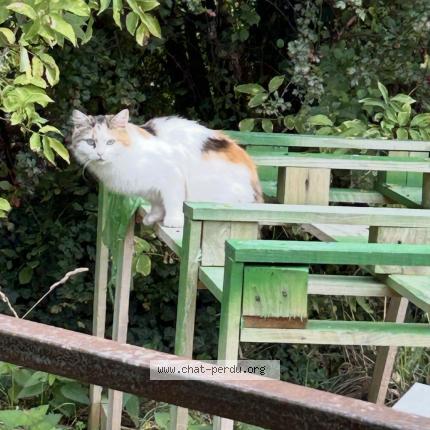 Photo 1/1 Found cat Found in Warmerille