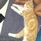 Picture of cat lost at Gonesse