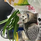 Picture of cat lost at Singapore