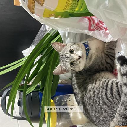 Photo 1/1 saiki Chat lost in Singapore