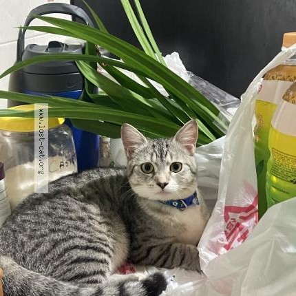 Photo 1/1 saiki Cat lost in Singapore