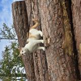 Picture of cat lost at Blois