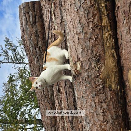 Photo 1/1 Fripouille Chat lost in Blois