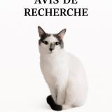 Picture of cat lost at Betschdorf