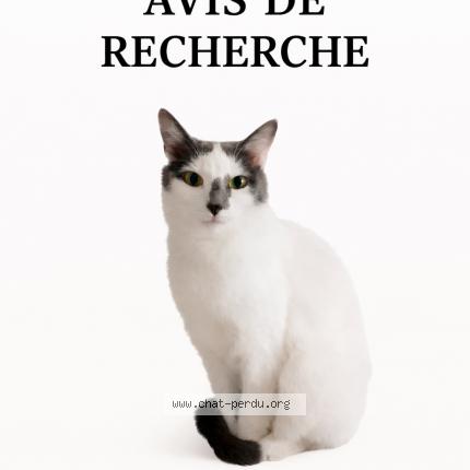 Photo 1/1 MOLLY Chat lost in Betschdorf