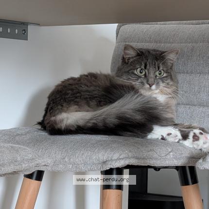 Photo 1/2 ZELDA Chat lost in Les sorinieres