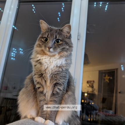 Photo 2/2 ZELDA Chat lost in Les sorinieres