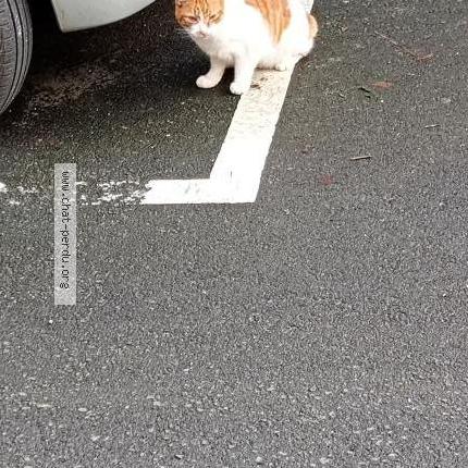 Photo 1/1 Found cat Found in Saint malo