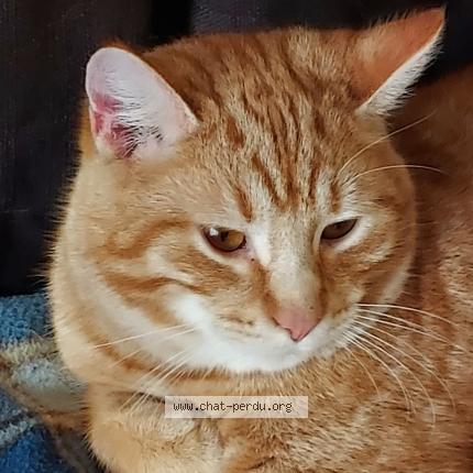 Foto 1/1 Kat teruggevonden Vermist in Montigny Le Tilleul