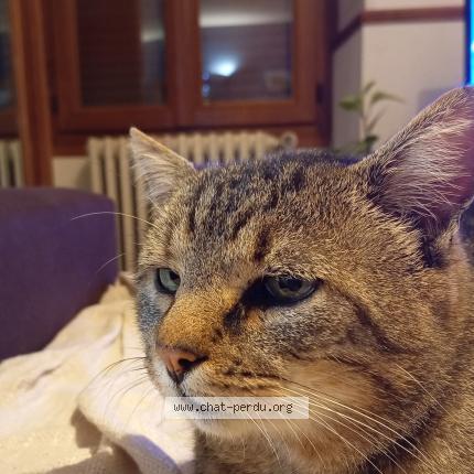 Photo 1/1 Pito Chat lost in Chailly en brie