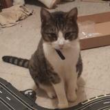 Picture of cat lost at Mount Hawthorn