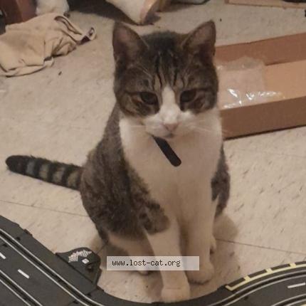 Photo 1/1 Misfit Chat lost in Mount hawthorn