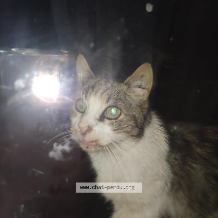 Photo 1/1 Found cat Found in Metz