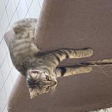 Picture of cat lost at Riviere Sens