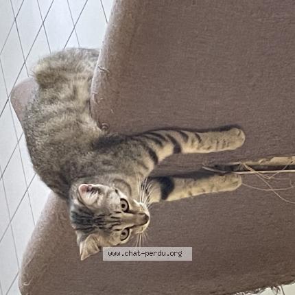 Photo 1/1 Mitsuki Chat lost in Riviere sens