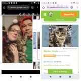 Picture of cat lost at Des Moines