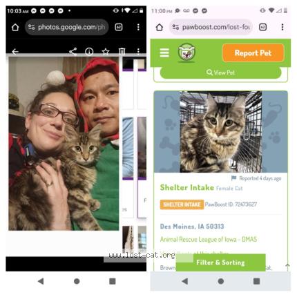 Photo 1/1 Afeana Chat lost in Des moines