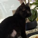 Picture of cat lost at Prevessin Moens