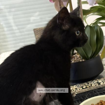 Photo 1/1 Lady Chat lost in Prevessin moens