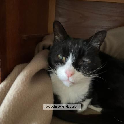 Photo 1/1 Found cat Found in Verson