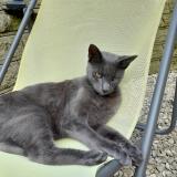 Picture of cat lost at Caudry